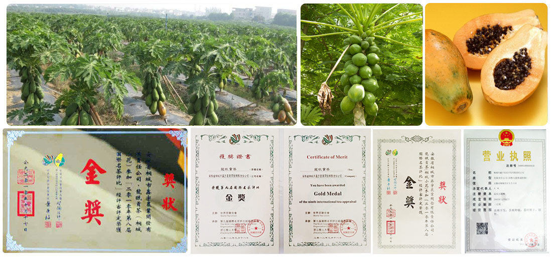 广西三只瓜食品有限公司