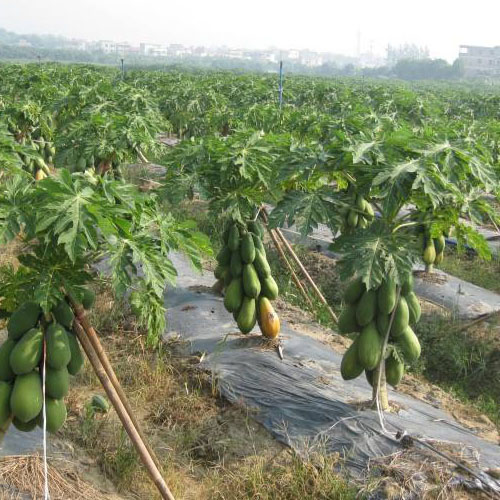 横县木瓜种植基地图一