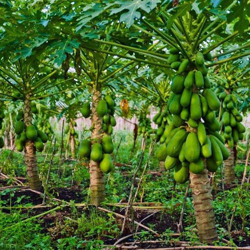 龙州木瓜种植基地